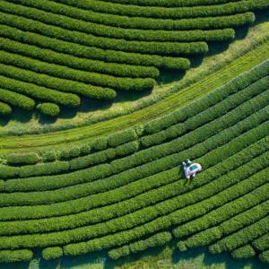rows of crops from above