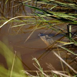 An alligator in the muddy water
