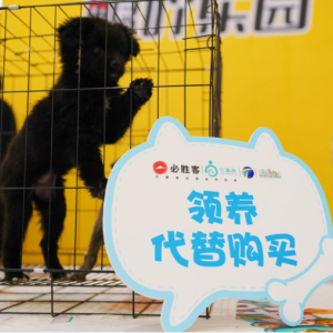 A little dog in a crate