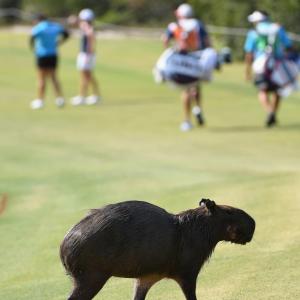 small animal on golf course