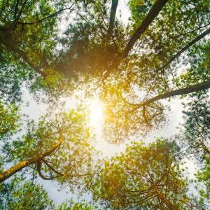 Looking up to the tops of dense trees. Sun Shining in the middle.