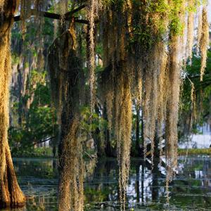 trees growing from water with spanish moss hanging down from their branches