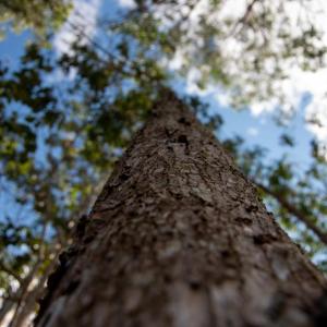 Close up image of a tree trunk