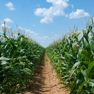 Corn field