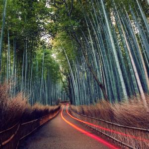 a bamboo forest, orange streaks on the road from a long-exposure of a vehicle