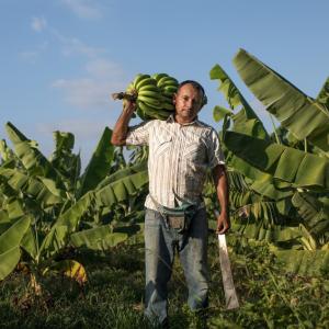 Roberto Gallo carrying bunches of bananas