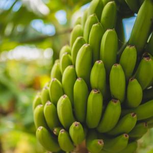 A large bunch of bananas on a tree