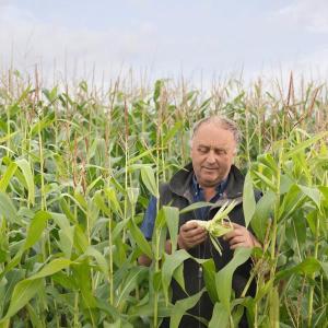 corn field with person inspecting an ear of corn