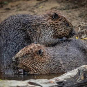 Beavers