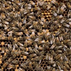 bees in hive