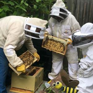 people working with honey bees