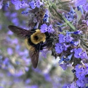 A bee on a plant with small purple flowers.