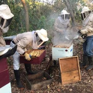 People in beekeeping outfits working with bee hives.