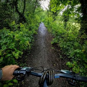 Handlebars of a bicycle and forested bike path
