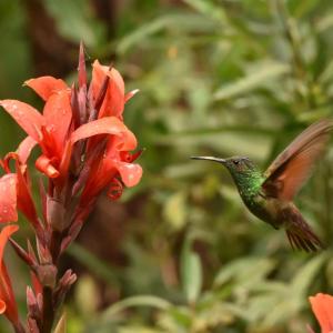 Close up of a humming bird flying next to an orange flowering plant.