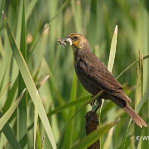 A bird surrounded by tall grass