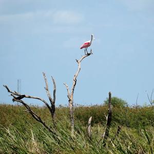 A bird on a perch in the wetlands