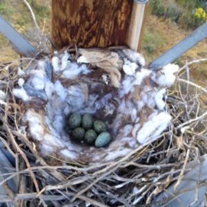 A nest with eggs in it next to power lines.