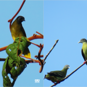 Collage of four birds
