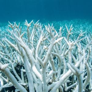 underwater bleached coral