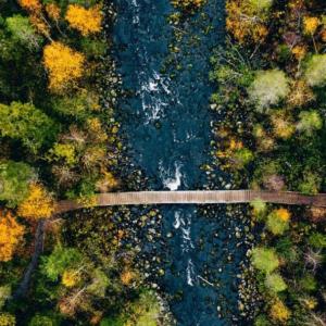 Aerial view of trees and a bridge over a river