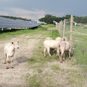 Sheep grazing near solar panels