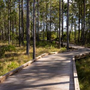boardwalk in forest