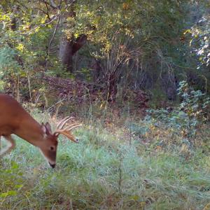 A deer grazing on grass