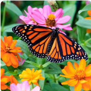 close up of a butterfly on a flower
