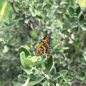 A butterfly on a plant.