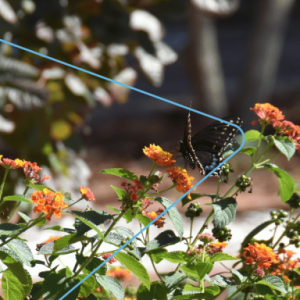 A butterfly on an orange flower in a garden