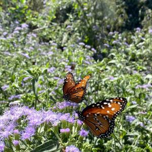 Two butterflies on a purple-flowered plant.