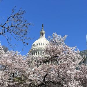 capital hill with flowering trees
