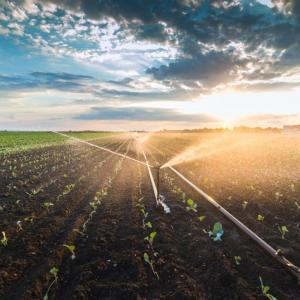 field of crops