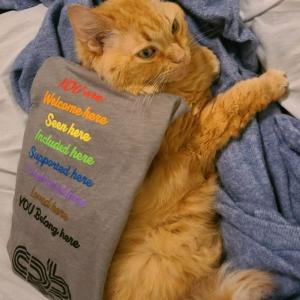 orange cat with Pride shirt