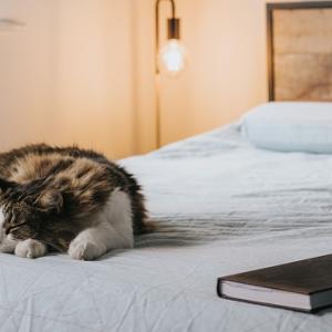 a cat napping on a bad, a book beside them