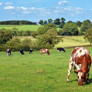 cattle in a field