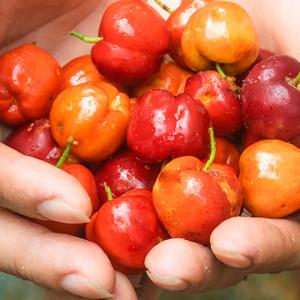 hands holding cherries