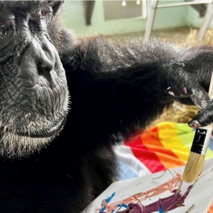 A chimp painting with a brush.