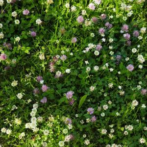 Clover patch.