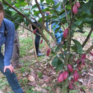 A person stood next to a cocoa plant