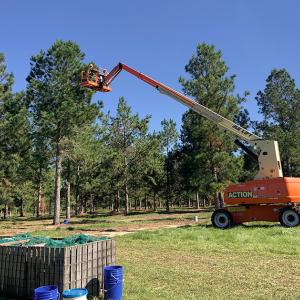 a bucket truck with a person in the top of pine trees collecting pinecones