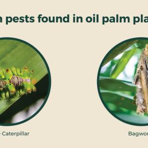 Infographic "Common pests found in palm oil plantations. Photos of a NEttle caterpillar and bagworm.