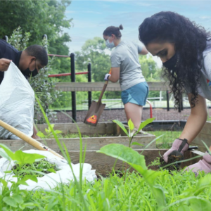 People working in raised planters outside.