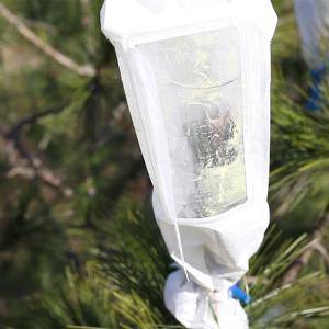 A bag placed over a pine flower for controlled pollination