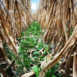 Close up of rows of dry corn stalks.