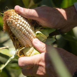 Two hands opening an ear of corn in a field.