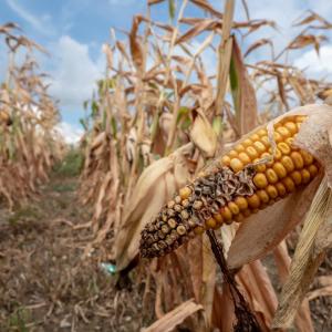 corn crop affected by drought