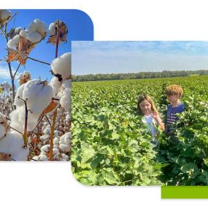 Collage of children in a crop field, and close up of a cotton plant.