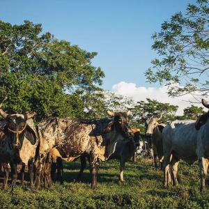 A small herd of cows.